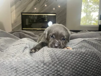 Cane Corso Italiano - Amber