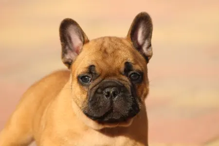 Französische Bulldogge - Udon