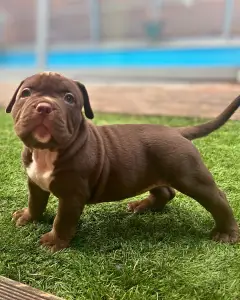 l'American Bully - Standard - Honey Berry