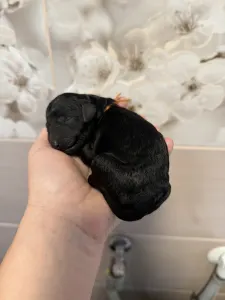 Óriás uszkár - Black Female For Pet Home
