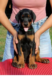 Dobermann - Argos Videre Fortis