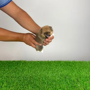 Pomeranian - Mandarin