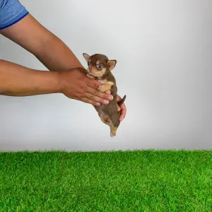 Chihuahua - Gaby