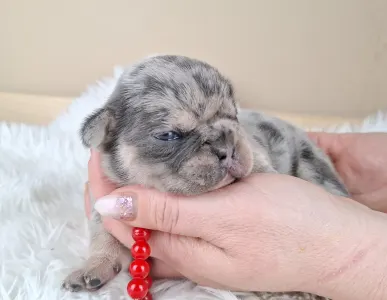 French Bulldog - Zyva