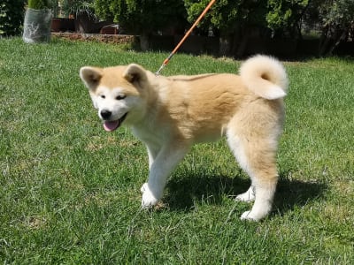 Akita Inu - Mio Yanagi No Tani