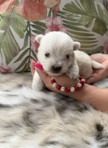 West Highland White Terrier - Betty