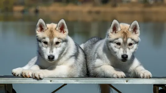 Siberian Husky - Saint Michael Island The Show Must Go On