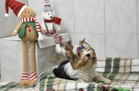 Biewer Terrier - Quartz