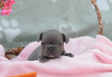 Французский бульдог - Madeleine 