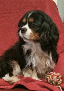 Cavalier King Charles Spaniel - Blackmeno-házi Xavier ( Diégó)