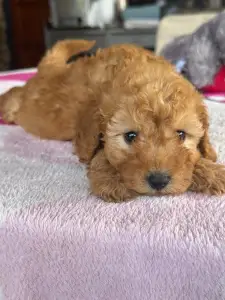 Poodle Miniature - Milla