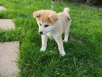 Akita inu - Izumi Yanagi No Tani