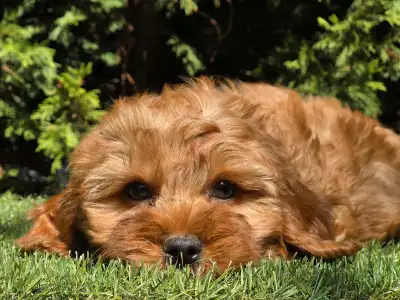 Cavapoo - Mike