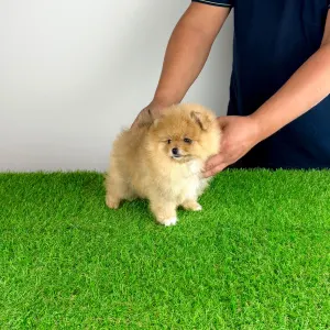 Pomeranian - Pici Bello