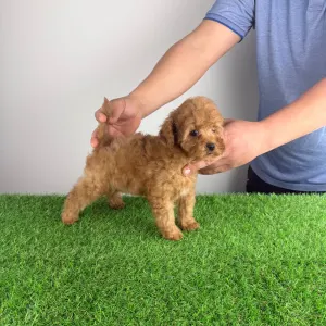 Törpe uszkár - Elise