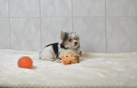 Бивер-йоркширский терьер - Robin Orient 