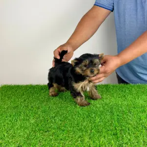 Yorkshire Terrier - Wiwi