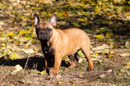 Französische Bulldogge - Lana