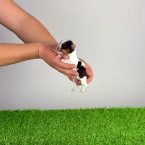 Biewer Terrier - Rider