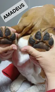 Basset Hound - Amadeus