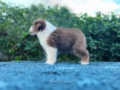 Australian Shepherd - Budnat Aussies High On Sugar