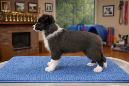 Border Collie - Blue Boy