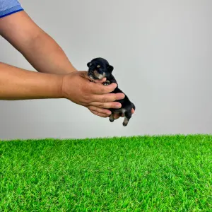 Chihuahua - Luigi
