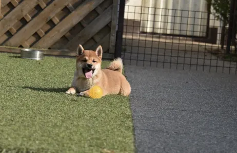 Shiba - Bravados Chiyuki