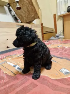 Törpe uszkár - Ajda