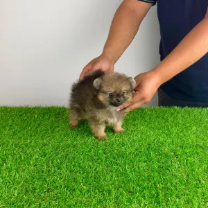 Pomeranian - Nina