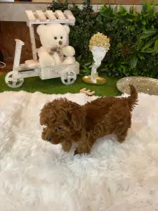 Poodle Toy - Mini Toy Jessie