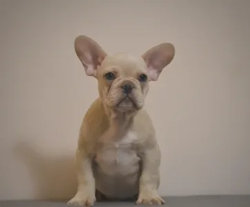 Francia bulldog - Tofu