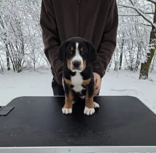 Great Swiss Mountain Dog - Jotunns Reach Asbjorn