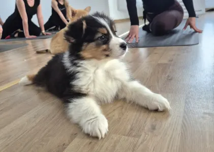 Australian Shepherd - Lujza