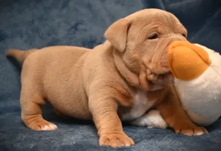 Amerikai Bully - Pocket - Chanel