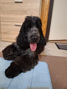 Angol Cocker spániel - Warriorhearted