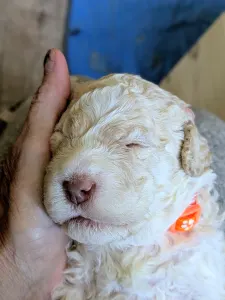 Lagotto romagnolo - Ürömi Szarvasgombász Jaffa