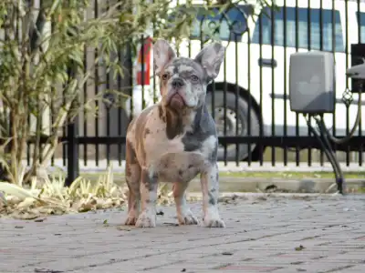 French Bulldog - Alíz