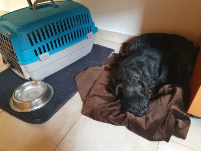 Цвергшнауцер - Hecsedli