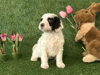 Spanyol vízikutya - Booster