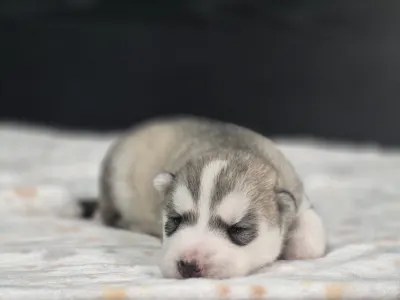 Szibériai husky - Saint Michael Island "grey Boy"