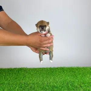 Shiba inu - Xulda