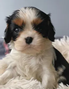 Cavalier King Charles Spaniel - Ginnie