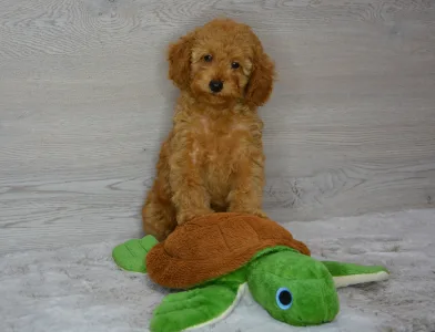 Poodle Miniature - Rebby