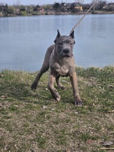 Кане-корсо - Guardiano Della Notte Carlos