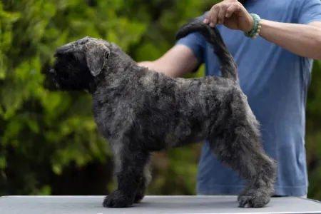 Flanders Cattle Dog - Rózsaszín