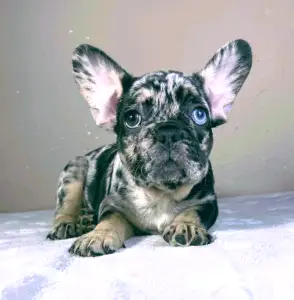 French Bulldog - Daisy