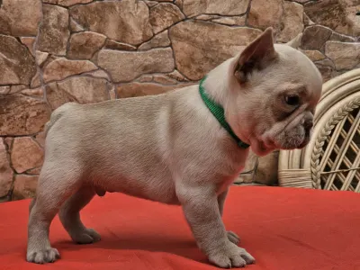 Französische Bulldogge - Daniel