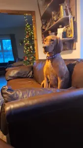 Rövidszőrű magyar vizsla - Haz Rutin