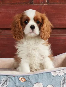 Cavalier King Charles spániel - Emerson 
